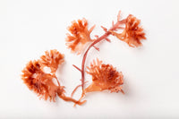 Antioxidant & Cellular; Anti-Inflammatory Botanicals